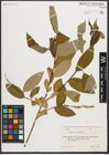 Foto von Salix triandra L.